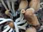 Kerti tintagomba (Coprinellus micaceus), Budai-hegység